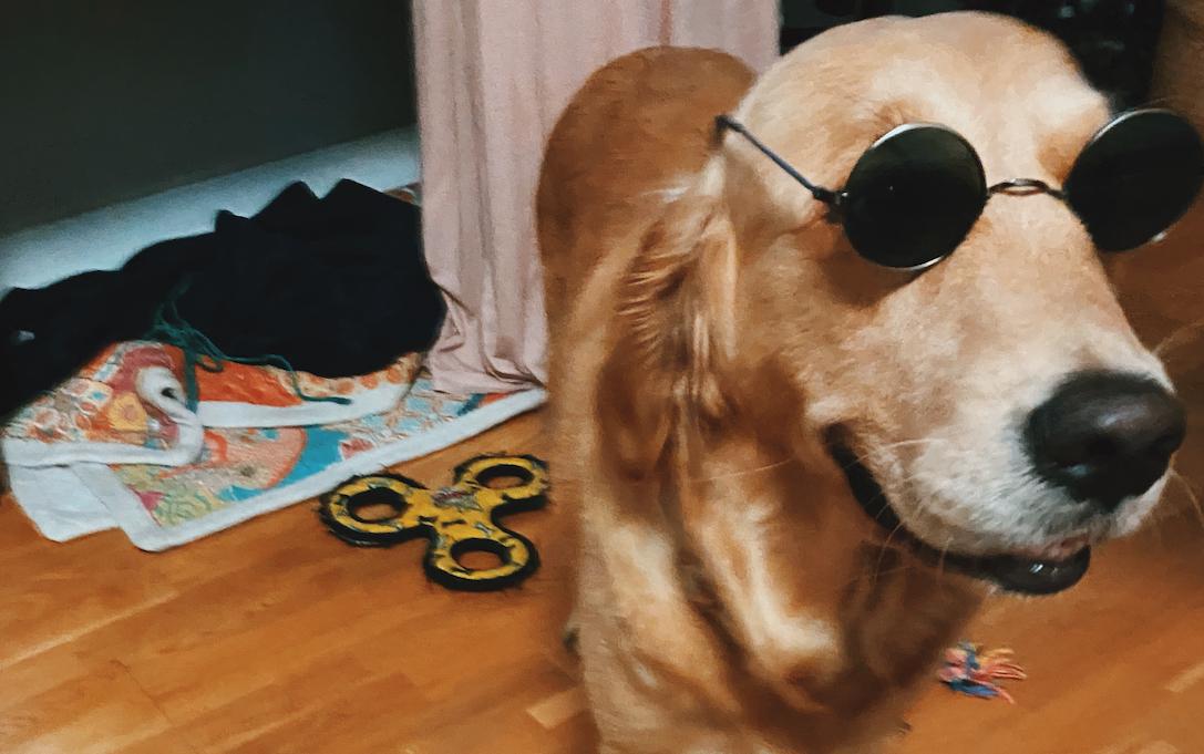 dog_with_glasses